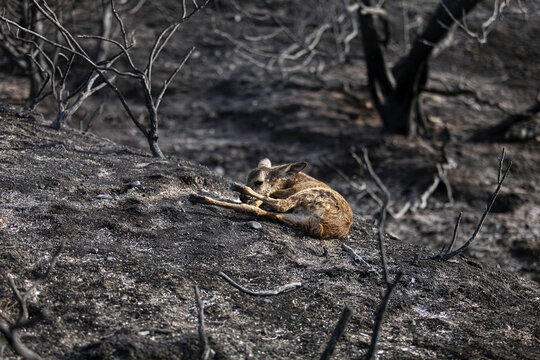 newborn roe deer dying after a forest fire in Guadalajara, Spain.