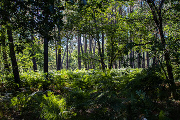 forêt de pins Landes