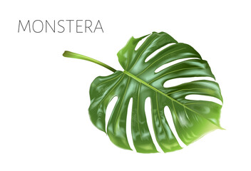 Vector monstera leaf isolated on white
