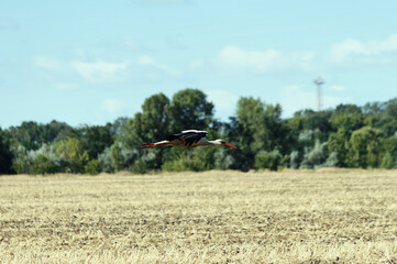 European white stork taking off from field. 
