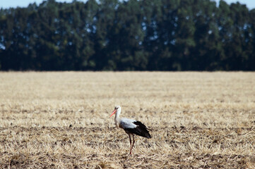 Wild stork is  hunting on the field. (Ciconia ciconia)