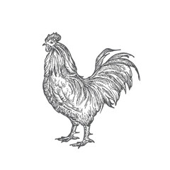 Fototapeta na wymiar Rooster Hand Drawn Vector Illustration. Abstract Domestic Poultry Bird Sketch. Doodle Style Drawing.