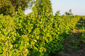Fototapeta na wymiar Raspberry farm at harvesting time. Raspberry bush