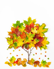 Creative autumn concept. Tree shape made with autumn leaves on white background.  Flat lay.