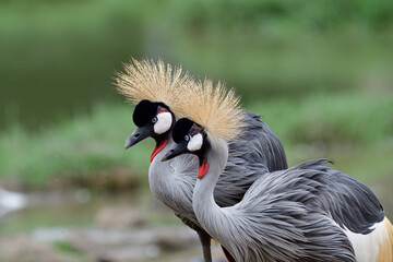 African Grey Crowned Crane (Balearica regulorum) showing their love by sticking together in open meadow field
