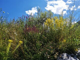 Wildblumen auf Ruderalfläche