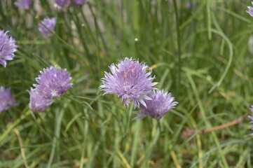 Closeup Allium sibiricum known as Chives with blurred background in spring garden