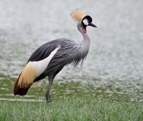 Naklejka premium Beautiful bird with golden crown on its head white face with red beard and grey feathers living on grass meadow beside lake