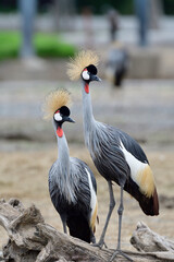 Couple of beautiful birds living together in breeding season,