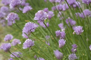 Closeup Allium sibiricum known as Chives with blurred background in spring garden