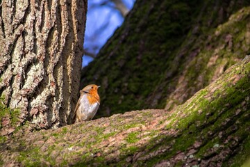 robin redbreast sitting in a tree