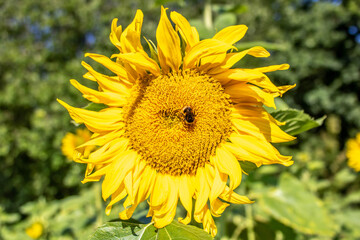 bumblebee collecting nectar from a sunflower
