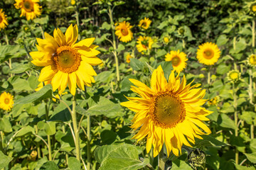 bright cheery sunflowers on a summers day