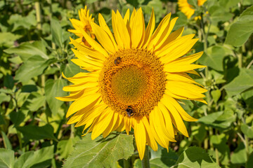 bumblebee collecting nectar from a sunflower
