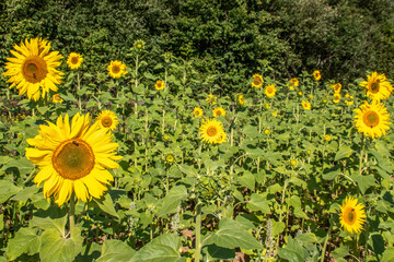 Fototapeta premium bright cheery sunflowers on a summers day