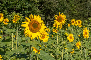bright cheery sunflowers on a summers day