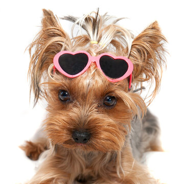 funny little dog with glasses Yorkshire Terrier looks right at the white background