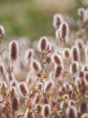 Close-up of stone clover flowers in warm evening light. Trifolium arvense. Inflorescence of hare's-foot clover or rabbitfoot clover. Selective focus, blurred background.
