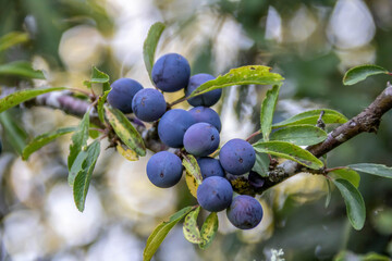 sloe berries ripening in the summer sunshine