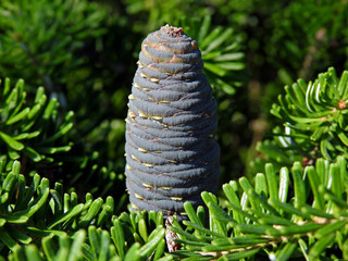 cones of a coniferous tree called fir commonly planted in parks and squares in the city of Białystok in Podlasie in Poland