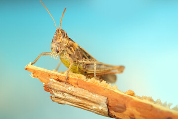 cricket on the stem