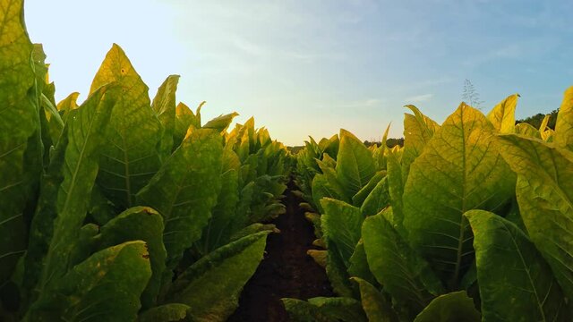 Tobacco field in Kentucky