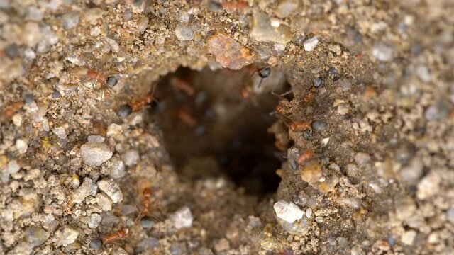 Macro overview of fire ant nest at Mojave Desert in California