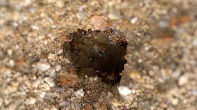 Macro overview of fire ant nest at Mojave Desert in California