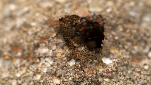 Macro overview of fire ant nest at Mojave Desert in California