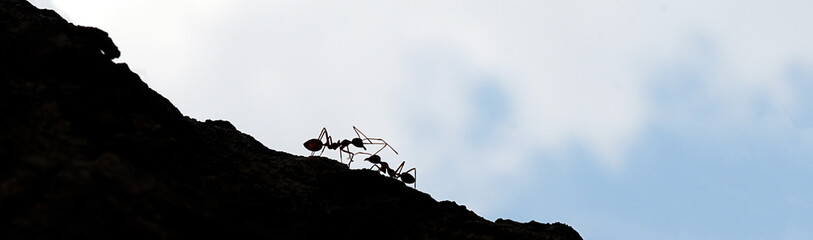 Silhouette of two ants business concept.