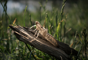 Grasshopper shell on a piece of wood