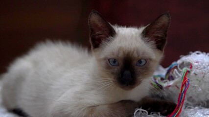A close-up on the look of a kitten on a blanket