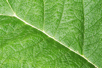 Green leaf texture. Natural enviroment vibrant background. Plant macro veins pattern. Vibrant color nature eco pattern. Leaf vein structure background. Wild growing Burdock plant foliage backdrop.