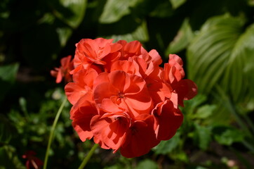 red pelargonium flowers.