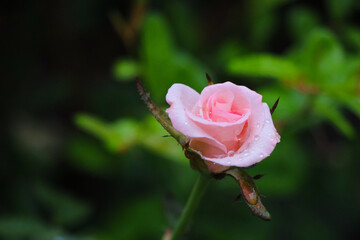 Pink rose on tree beautiful with waterdrop brightness in valentine day