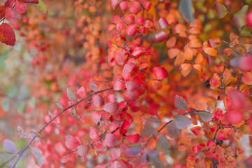 Closeup of red autumn leaf background.