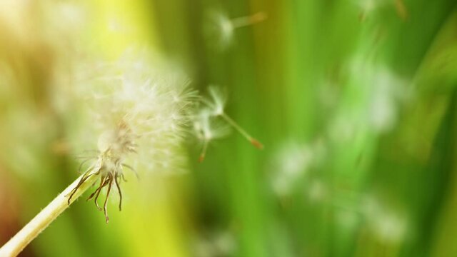 Macro Shot of Dandelion being blown in super slow motion. Filmed on high speed cinematic camera at 1000 fps.