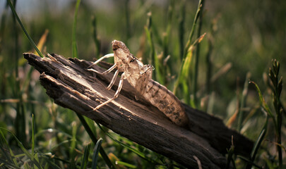 Grasshopper shell on a piece of wood
