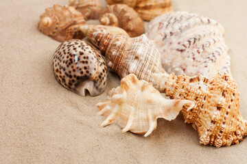 Seashells on the sand, summer beach background travel concept with copy space for text.