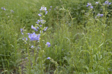 Fototapeta premium Closeup polemonium caeruleum known as Greek valerian with blurred background in summer garden
