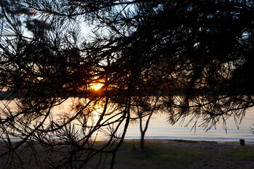 the sun shining through the pine branches by the river