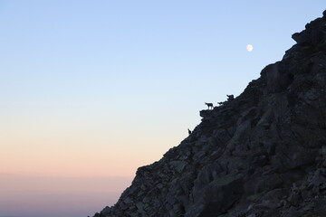 Kozice górskie w świetle księżyca - Tatry Wysokie, Słowacja © Monika