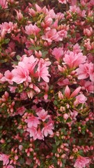 Obraz premium Pink Dream