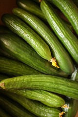 lots of green cucumbers, beautiful cucumbers, a crop of cucumbers