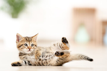 Cute kitten lying on the floor