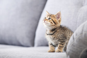 Beautiful kitten sitting on gray sofa