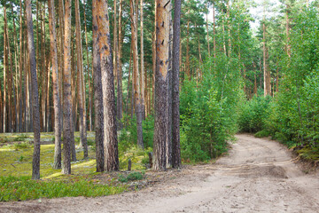 Sandy road in the forest among the trees