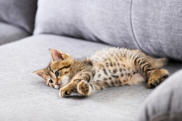 Fototapeta na wymiar Kitten lying on gray sofa
