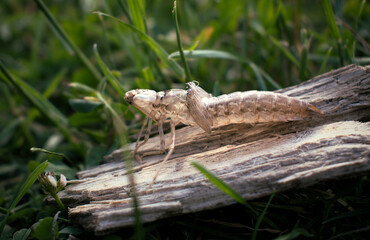 Grasshopper shell on a piece of wood