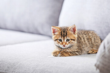 Beautiful kitten on gray sofa